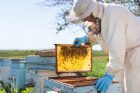 Co všechno lidstvu dávají včely?
