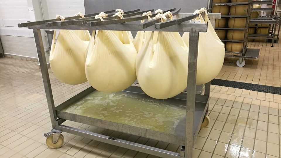 Sýrová hmota je převezena a následně rozkrojena na dvě části, syrovátka musí řádně okapat