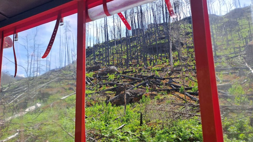 Dva roky po požáru už se začíná příroda zelenat | foto: Eva Bucharová, Český rozhlas Dva roky po požáru už se začíná příroda zelenat