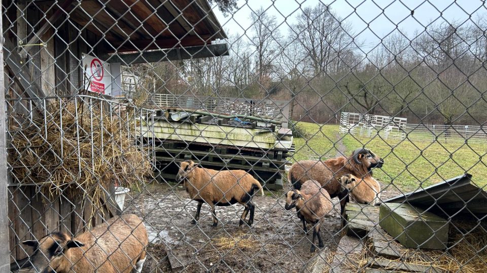 Ivo Balhar má na pozemku chatku, rybník a chová tu včely a stádo ovcí