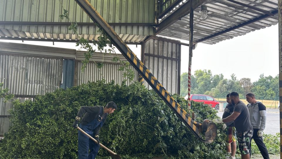 V Prosenicích na Přerovsku začali se sklizní chmele | foto: Lenka Kratochvílová, Český rozhlas V Prosenicích na Přerovsku začali se sklizní chmele