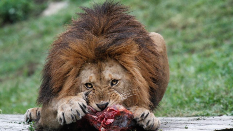 Safari Park Dvůr Králové - lev berberský na Lvím safari