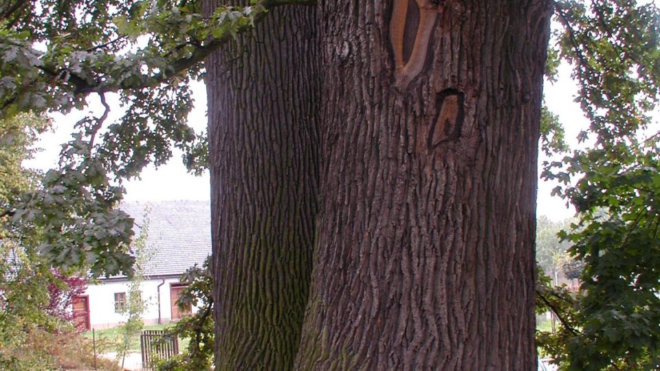 Bludov - starý dub v zámeckém parku