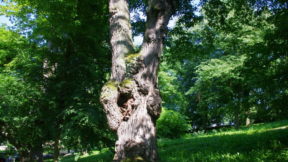 Park okolo chrámu je plný prastarých stromů