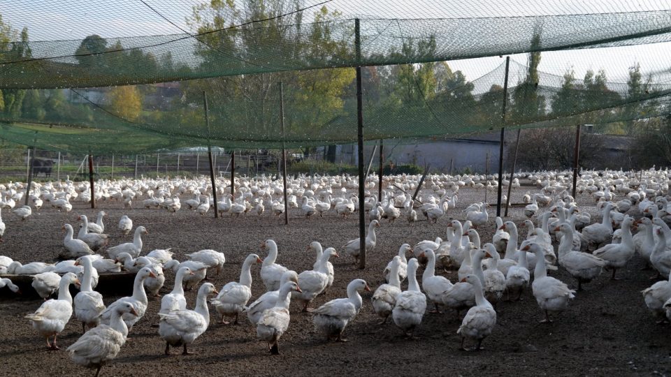 V podzimních dnech se na husích farmách nestačí otáčet