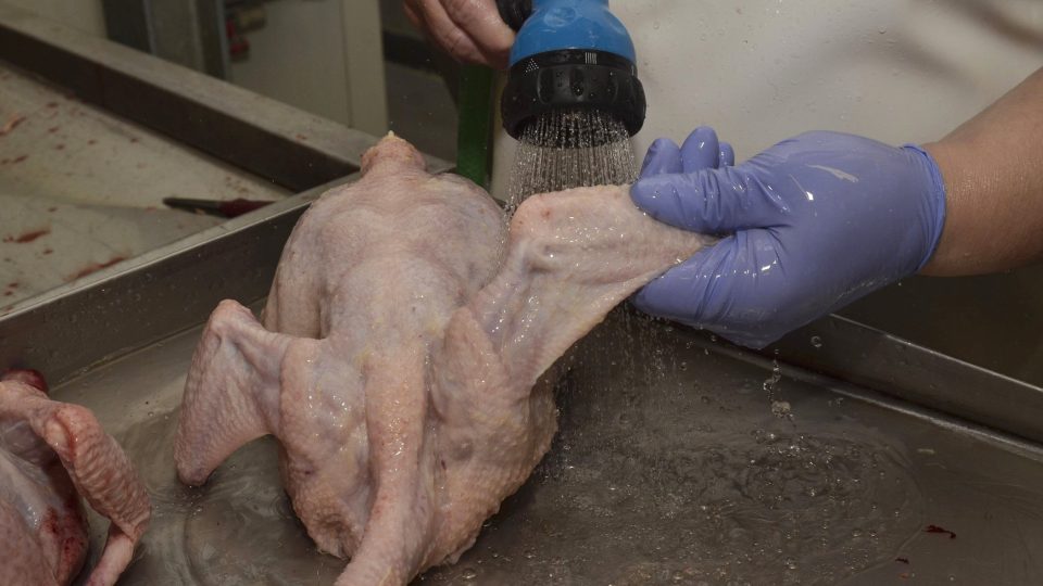 Na porážku i zpracování kuřat dohlíží veterinář