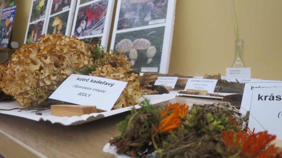 Kotrč kadeřavý, výborný do polévky | foto: Jitka Slezáková, Český rozhlas Kotrč kadeřavý, výborný do polévky