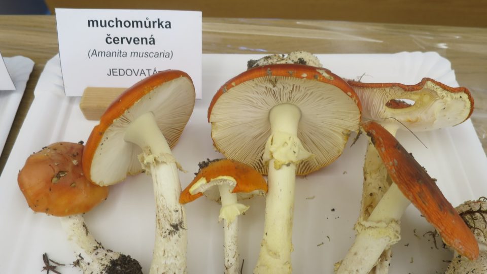 Krásné, veselé, ale jedovaté | foto: Jitka Slezáková, Český rozhlas Krásné, veselé, ale jedovaté