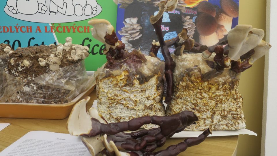 Lesklokorka lesklá vyrůstá z připraveného substrátu | foto: Jitka Slezáková, Český rozhlas Lesklokorka lesklá vyrůstá z připraveného substrátu