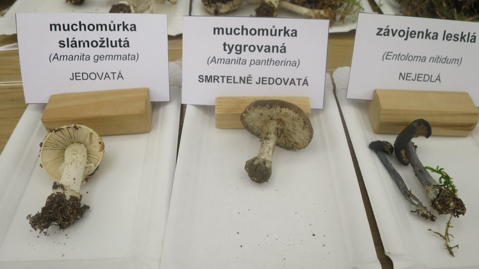 Na tyto houby pozor | foto: Jitka Slezáková, Český rozhlas Na tyto houby pozor