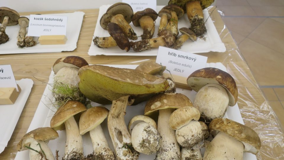 Různé druhy hřibovitých hub | foto: Jitka Slezáková, Český rozhlas Různé druhy hřibovitých hub