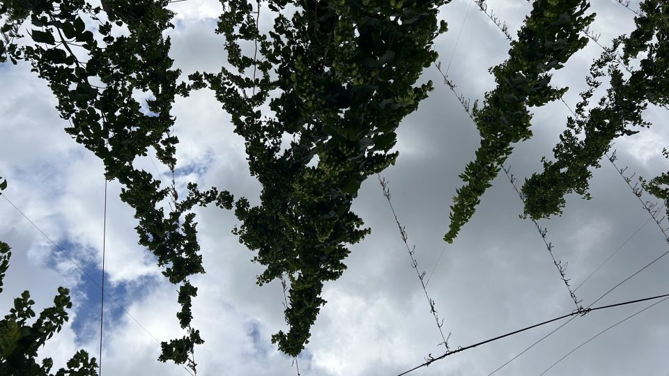 Chmelnice u Kokor na Přerovsku