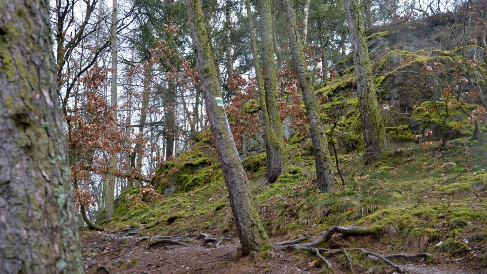 Na Kozích hřbetech rostou například borovice, které v létě krásně voní