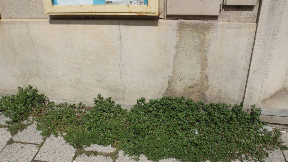 Šrucha zelná na Masarykově třídě