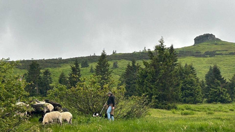 Na hřebeny nejvyšších moravských hor Jeseníků se vrací ovce