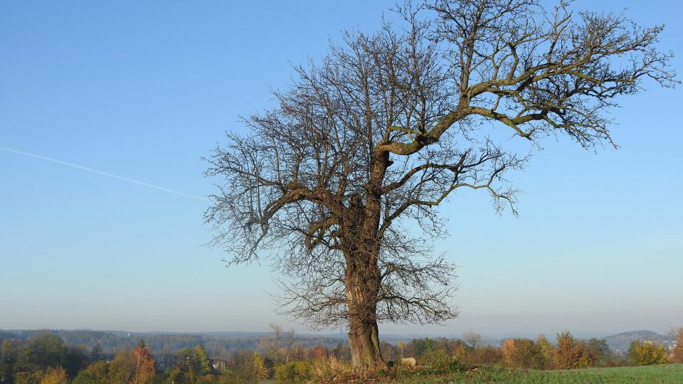 Hrušeň u Mrákotína na Chrudimsku stojí uprostřed pole