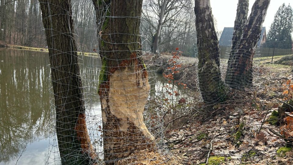 Město se snaží bobrům zabránit v ohlodávání stromů