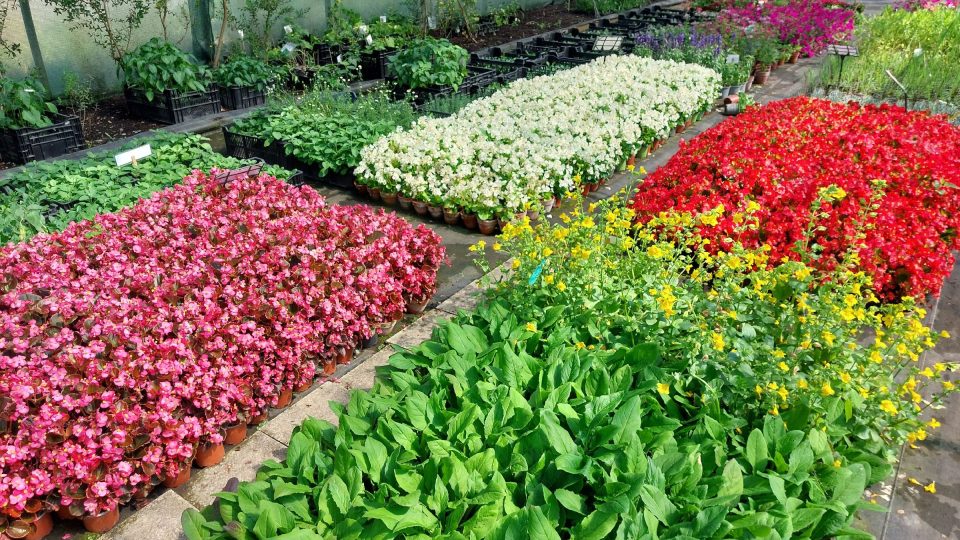 Různé barvy voskovek. Slavnostní tabuli je pak možné ladit do vybraných odstínů | foto: Irena Šarounová, Český rozhlas Různé barvy voskovek. Slavnostní tabuli je pak možné ladit do vybraných odstínů