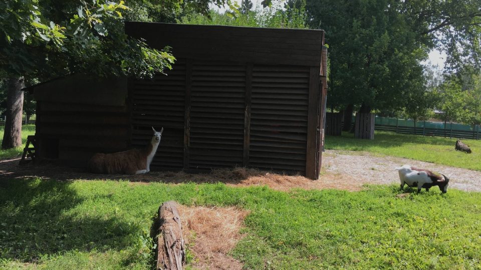 V lesoparku můžete navštívit minizoo | foto: Jana Strejčková, Český rozhlas V lesoparku můžete navštívit minizoo