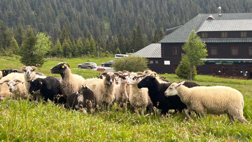 Na hřebeny nejvyšších moravských hor Jeseníků se vrací ovce