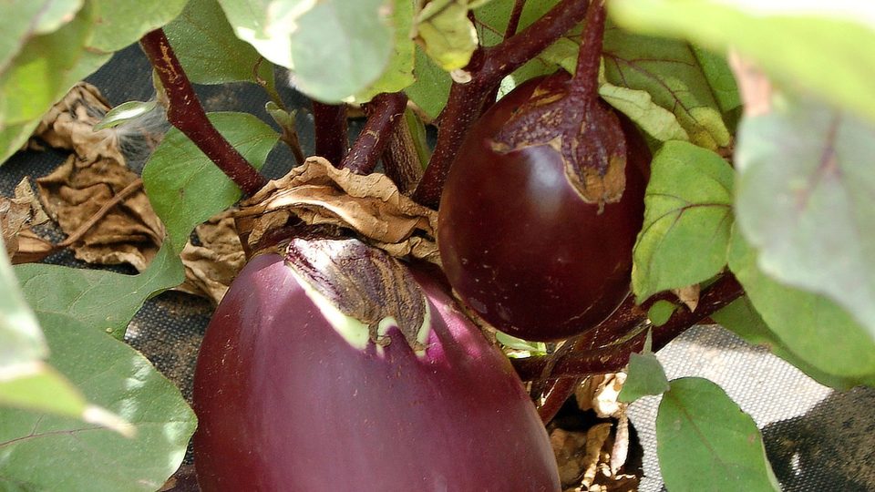 Netkaná textilie pomůže lepšímu vývoji i zrání plodů lilku baklažánu