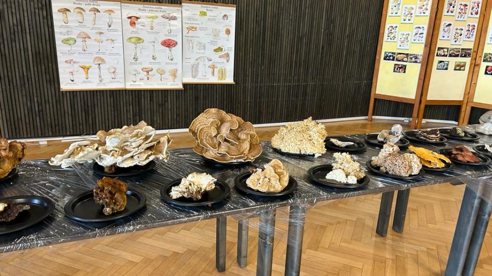 Výstava hub v Přerově