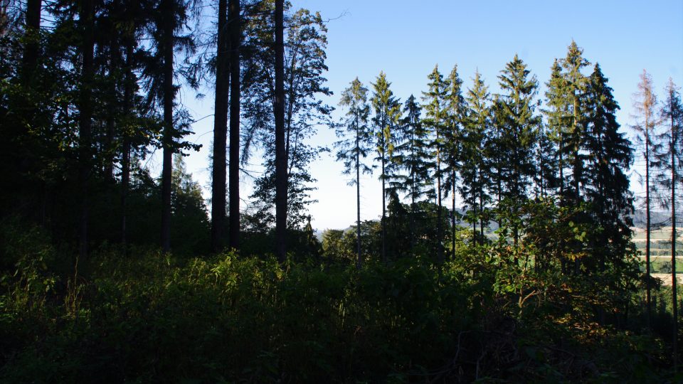 Výhled do Kladské kotliny od Jöcklovy skály bohužel už znemožnil vzrostlý les