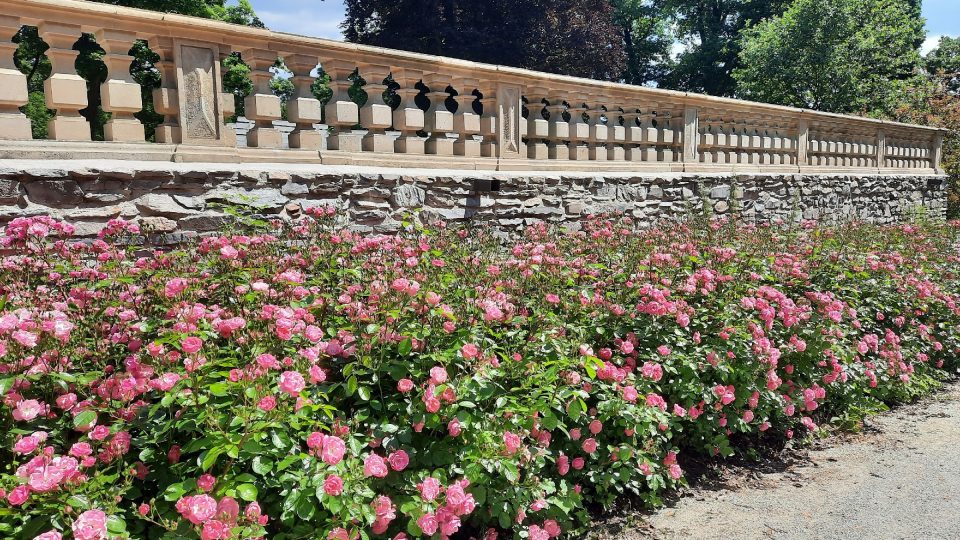 U Salla tereny jsou záhony plné růží | foto: Iva Havlíčková, Český rozhlas U Salla tereny jsou záhony plné růží