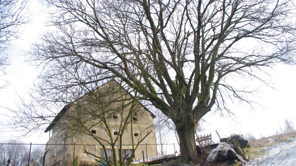 V Sedmi Dvorech najdeme i mnoho starých stromů včetně chráněných lip u kříže v centru obce
