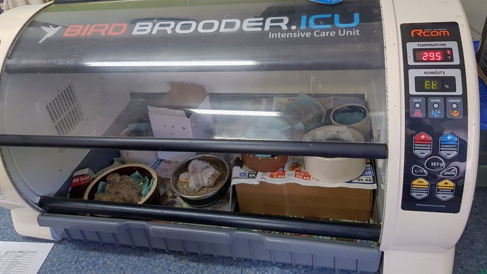 Inkubátor pro neopeřená ptáčata | foto: Irena Šarounová, Český rozhlas Inkubátor pro neopeřená ptáčata