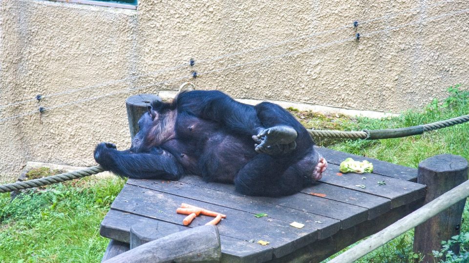 Šimpanzí siesta