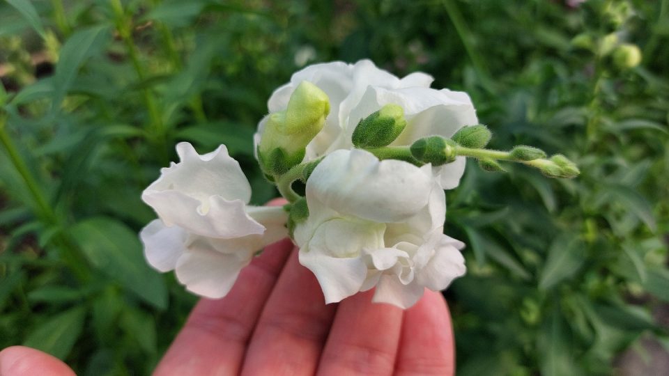 Hledík | foto: Irena Šarounová, Český rozhlas Hledík