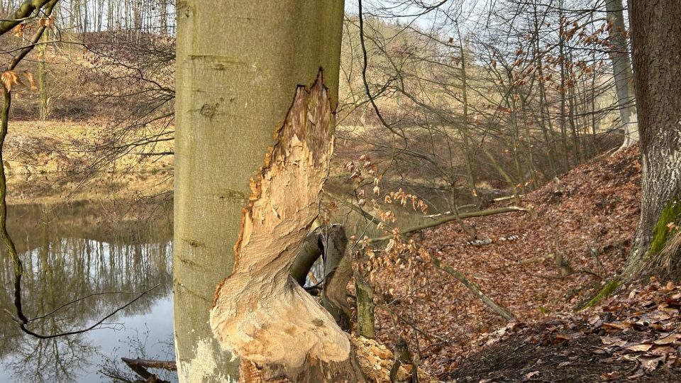 Bobři ničí stromy v Polesí Svrčov na Přerovsku. Město žádá o povolení jejich odlovu