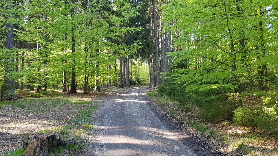 Cesta lesem na Devět skal