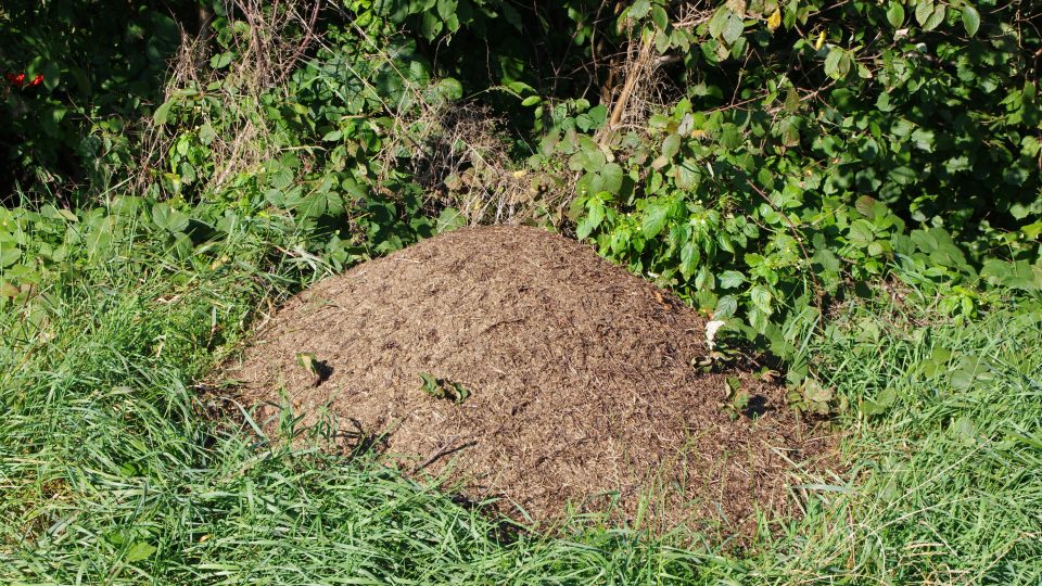 Mravenci jsou na severním úbočí kopce Hradiska doslova všudypřítomní