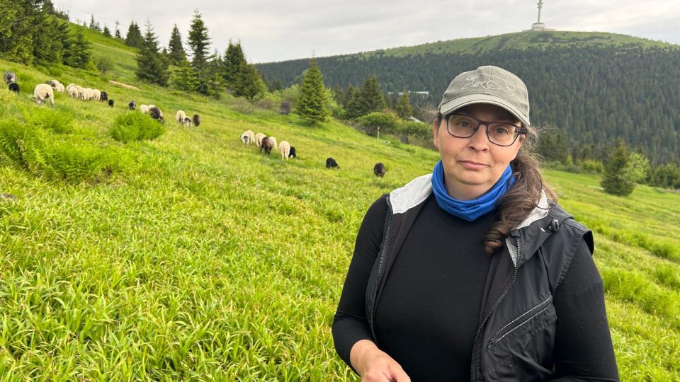 Vladimíra Křenková, která má na starosti stádo ovcí