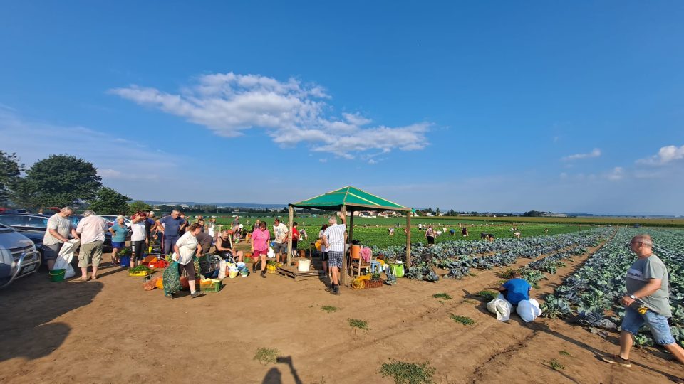 Oficiální začátek samosběru zeleniny u Vojnic na Olomoucku ve středu 23. srpna