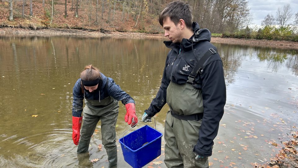 Biologové zachraňují škeble z jednoho ze dvou svrčovských rybníků