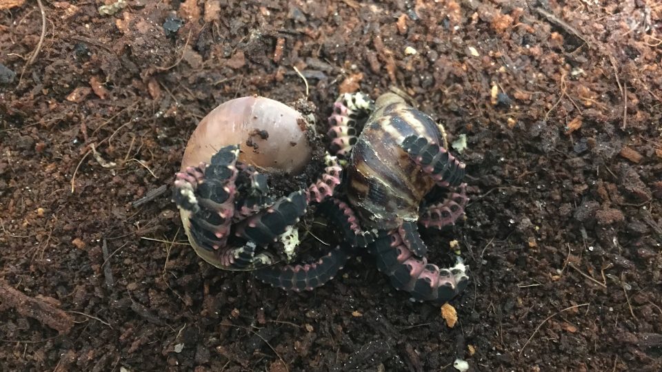 Larvy Lampyris sardiniae živící se plži | foto: Dominik Kusý, CATRIN Larvy Lampyris sardiniae živící se plži