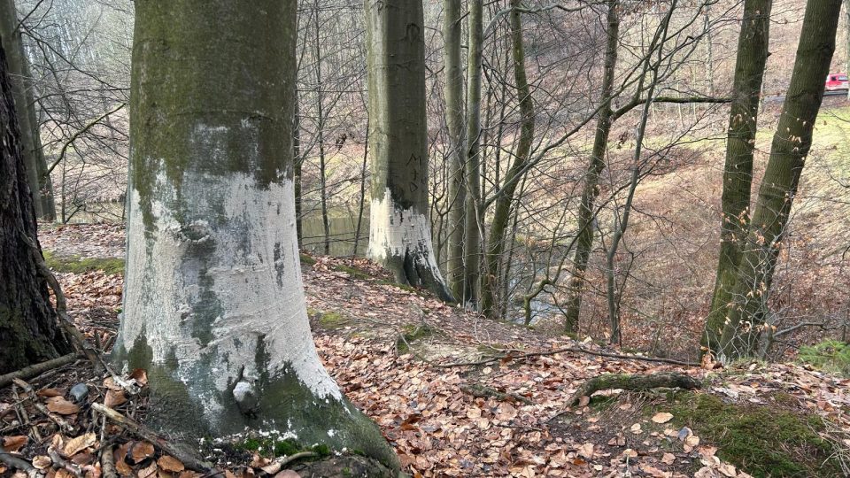 Město se snaží bobrům zabránit v ohlodávání stromů
