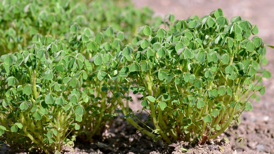 Mezi okopaniny řadíme šťavel hlíznatý neboli oku (Oxalis tuberosa)