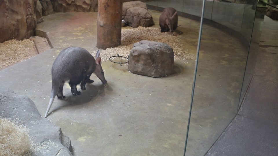 Hrabáče chovají v olomoucké zoo pátým rokem