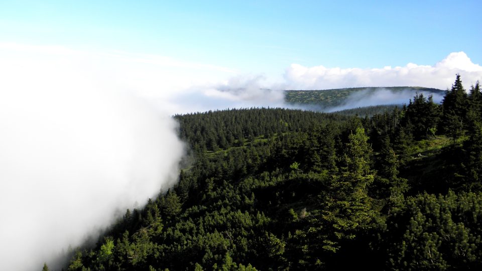 Lesy obklopené mraky
