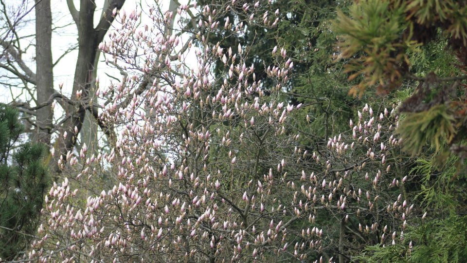 Jarní květy v botanické zahradě UP Olomouc