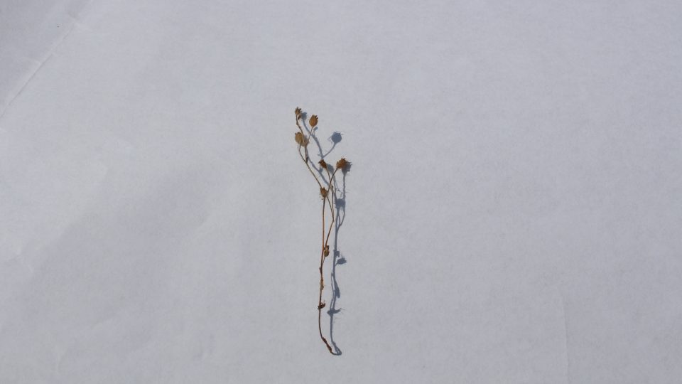 Seschlý lomikamen trojprstý - vzácný druh rostoucí v okolí na železnice.JPG