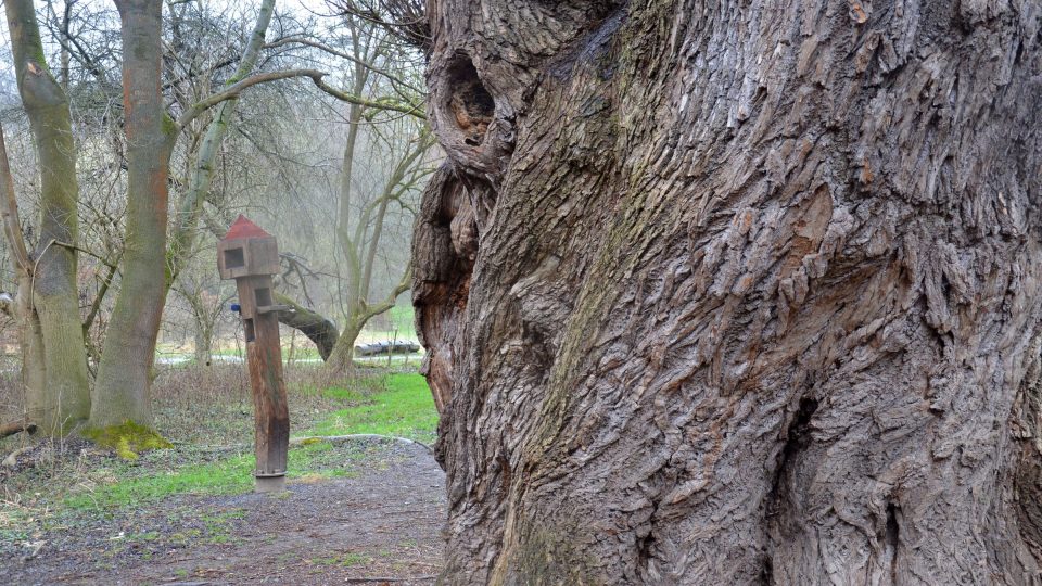 Vrba bílá s obvodem kmene 787 cm je jedním z nejmohutnějších stromů tohoto druhu u nás