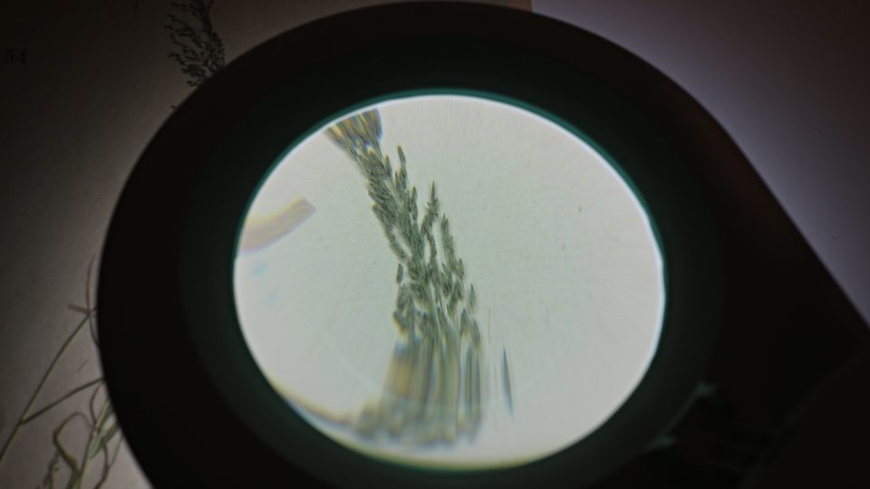 Milička zelenavá v herbáři Vlastivědného muzea v Olomouci