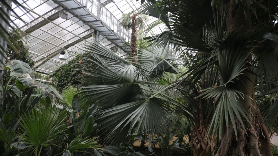 Džungle v palmovém skleníku