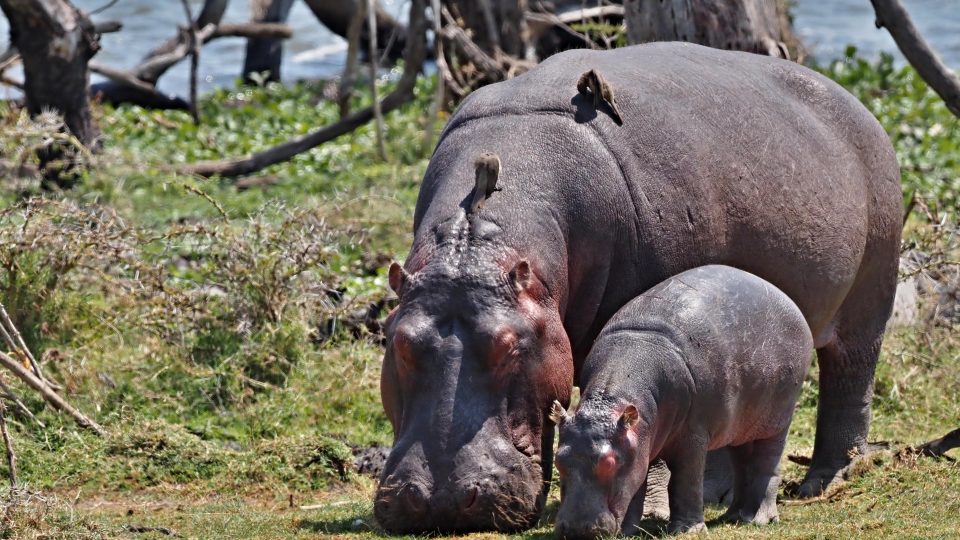 Svět zvířat objektivem Jiřího Kolbaby