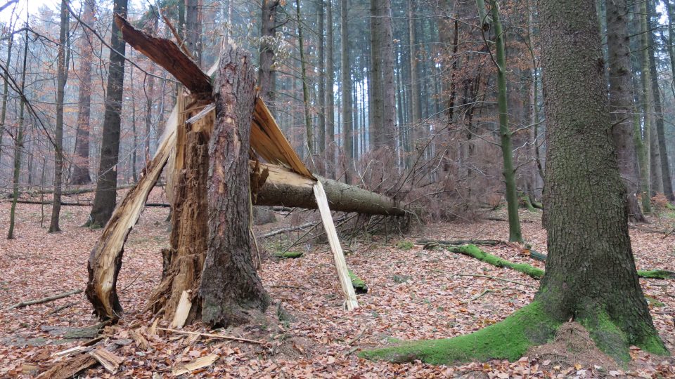 Přírodní rezervace Polom je koutem původní přírody